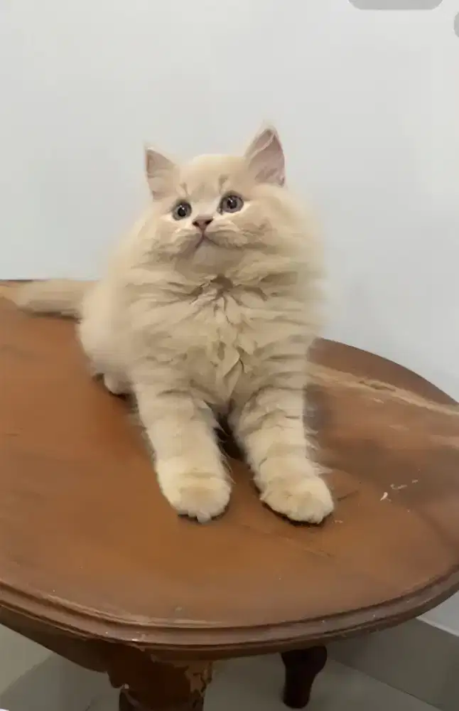 BRITISH LONGHAIR CREAM