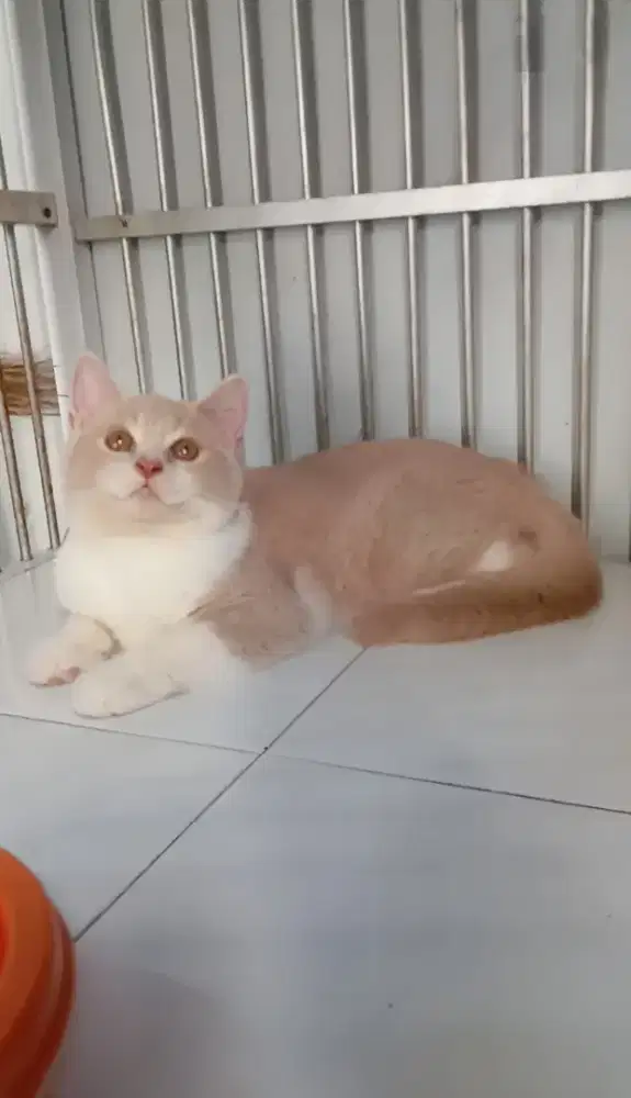 BRITISH SHORTHAIR/BSH FAWN