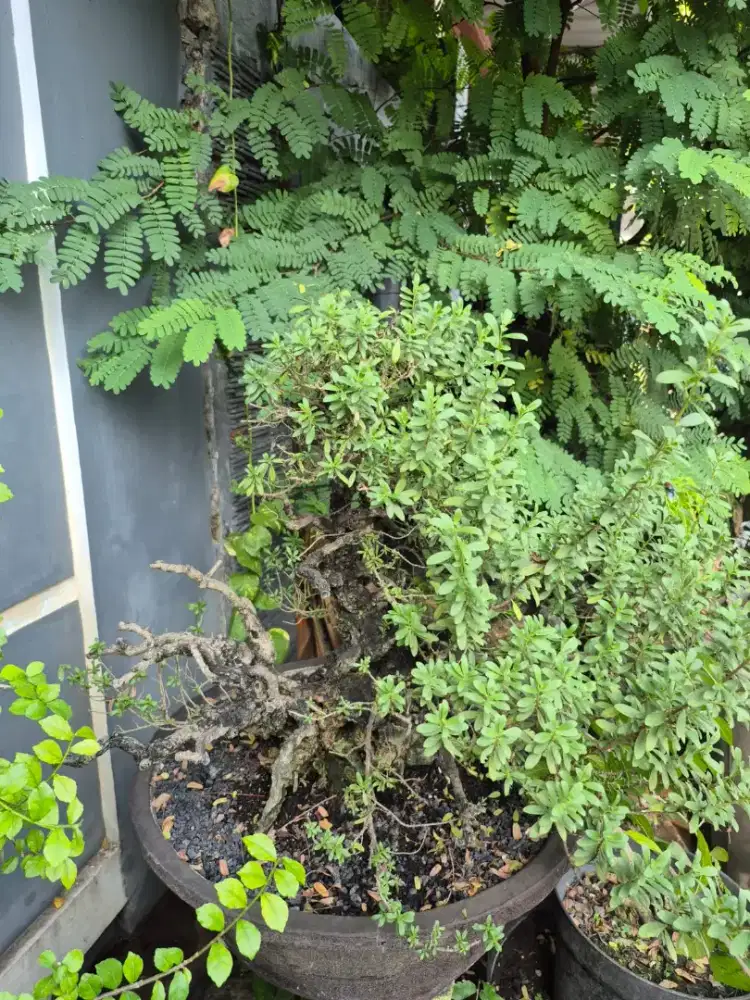 Jual Bonsai Santigi Jumbo