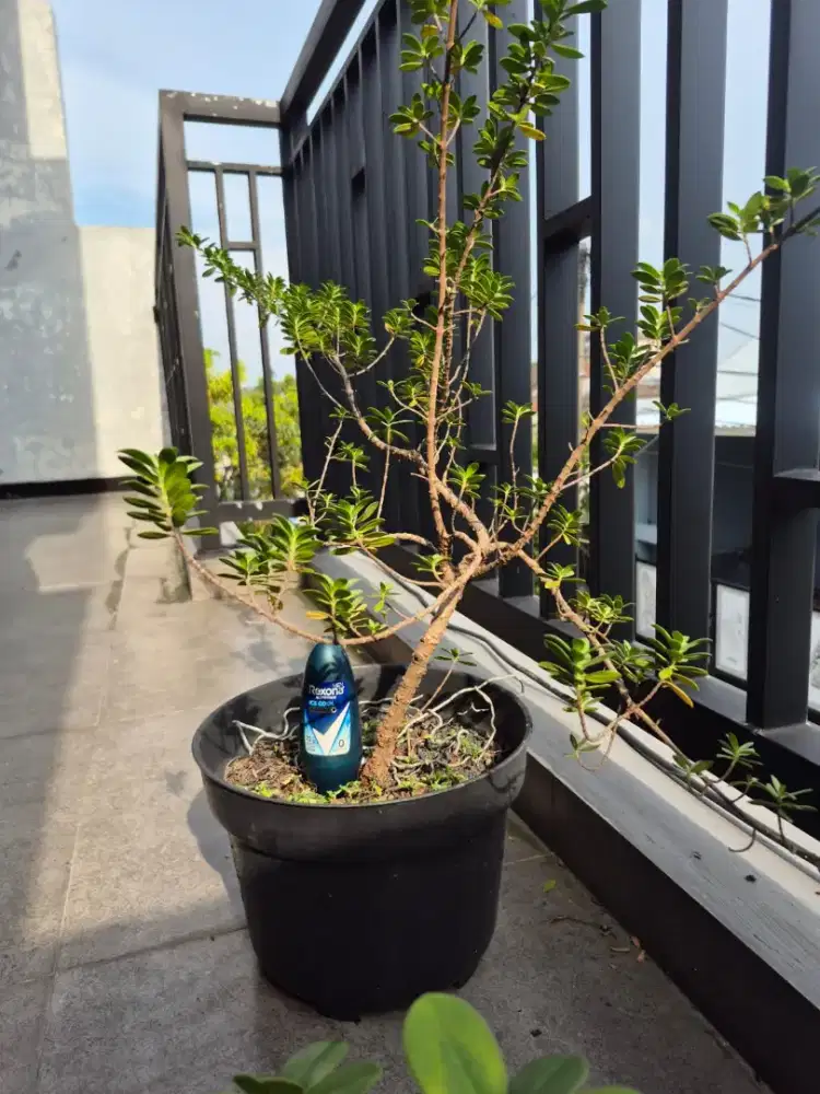 Bahan Bonsai Stigi