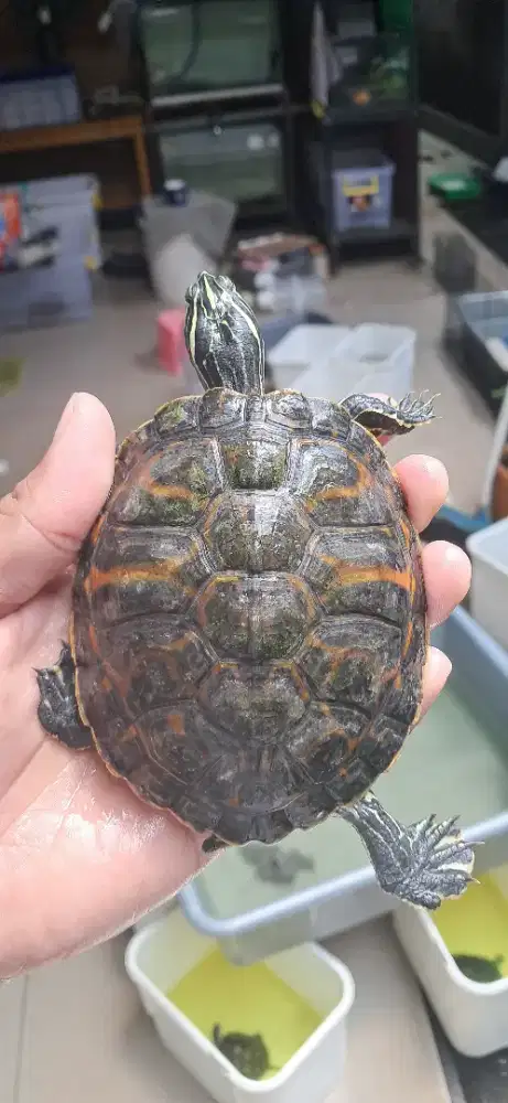 Bukan kura brazil atau RES, RBN