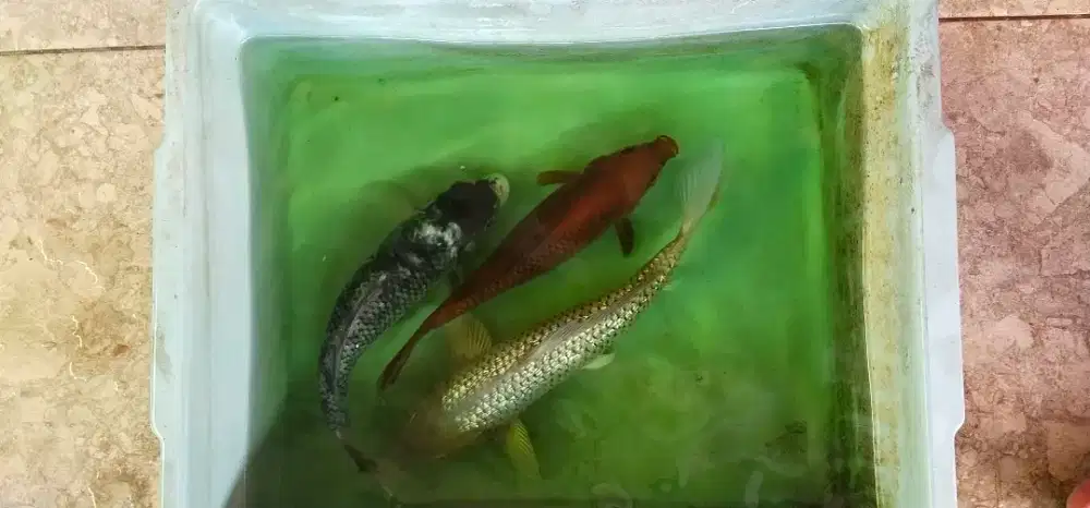 ikan koi blitar