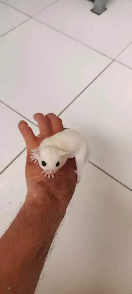Sugar Glider Leucistic Betina