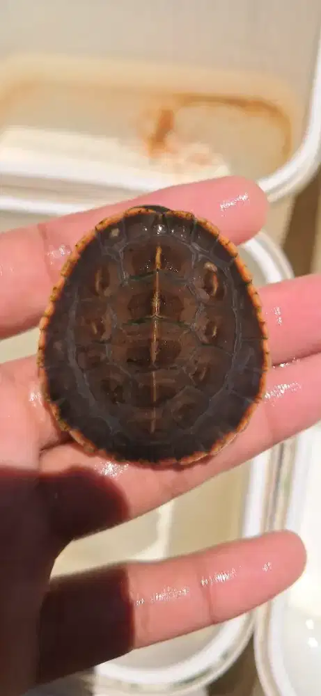 Kura damer bukan kura brazil