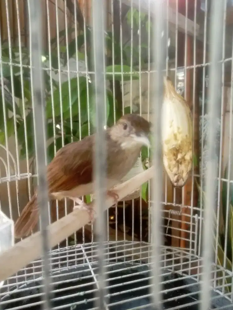 burung masteran katem