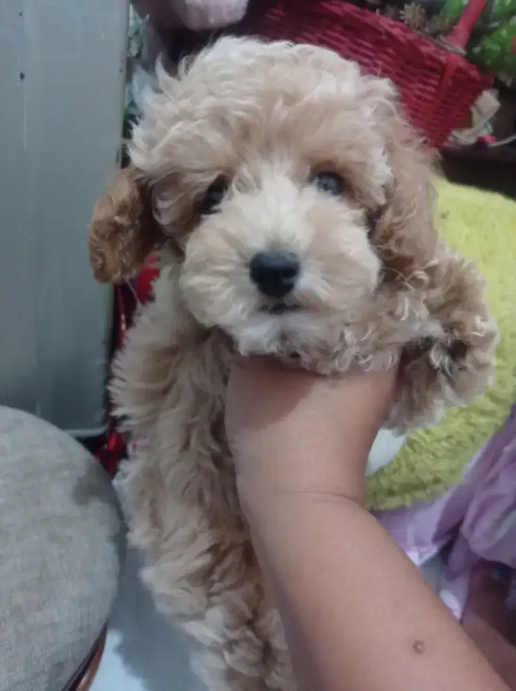 Anjing Poodle Apricot betina 1,5 bulan