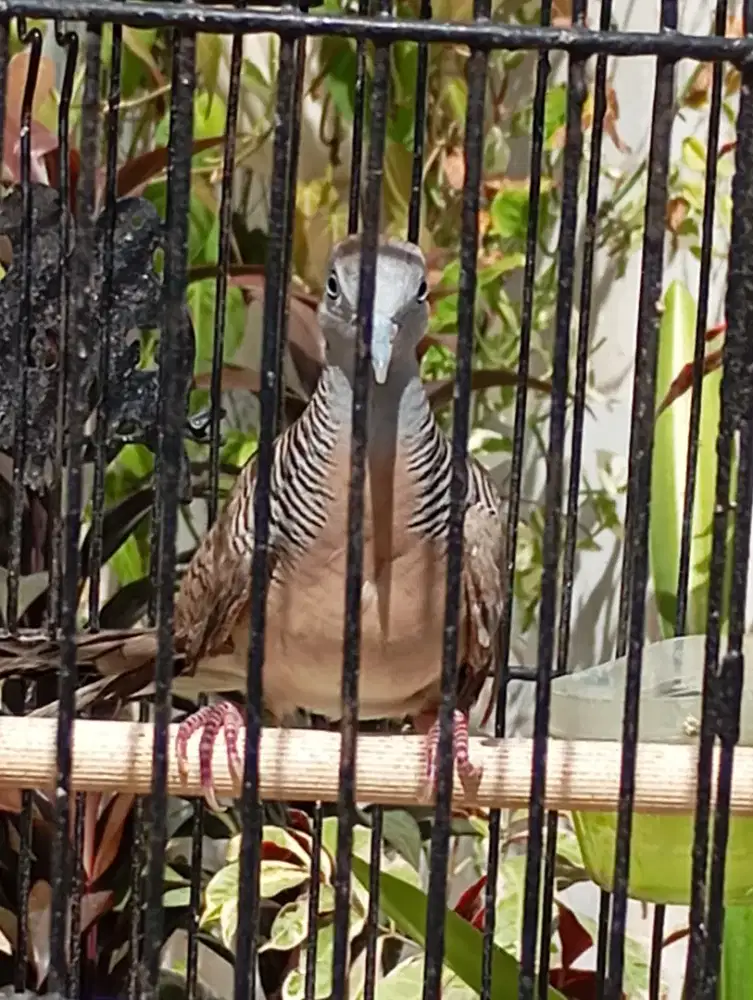 Perkutut Bangkok gacor untuk bunyian rumah suara gede nyaring vidio WA