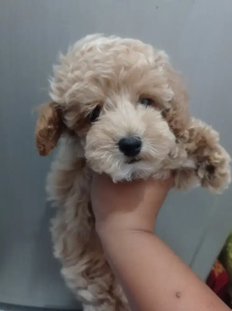 Anak Anjing Poodle Apricot lucu betina