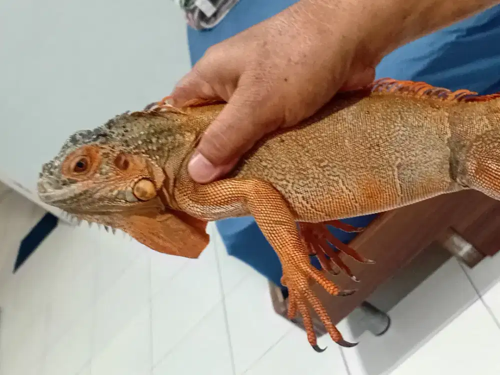 Iguana 2 ekor  warna warna