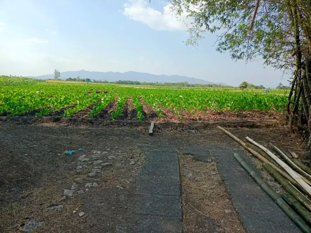 DIJUAL SEBIDANG SAWAH SHM DI BELAKANG RUMAH POSISI STRATEGIS L. 2070M²