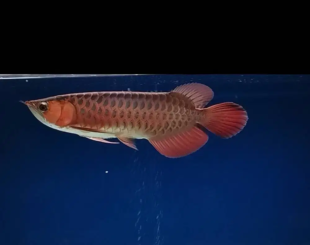 Arwana Super Red -+45-47CM