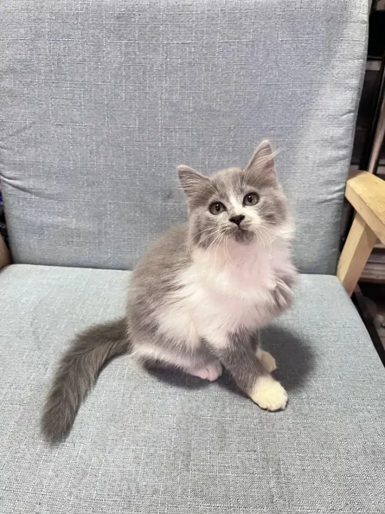 kucing kitten anakan persia anggora ragdoll mainecoon himalaya