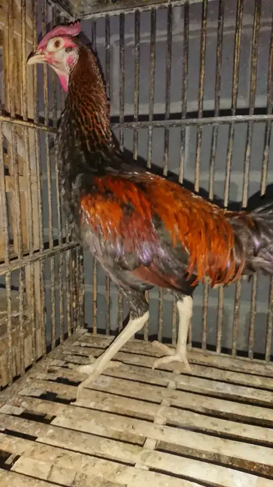 Ayam Bekisar Muda Minus