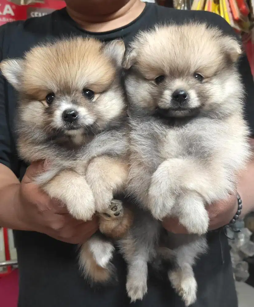 Minipom teddy Face bear ..