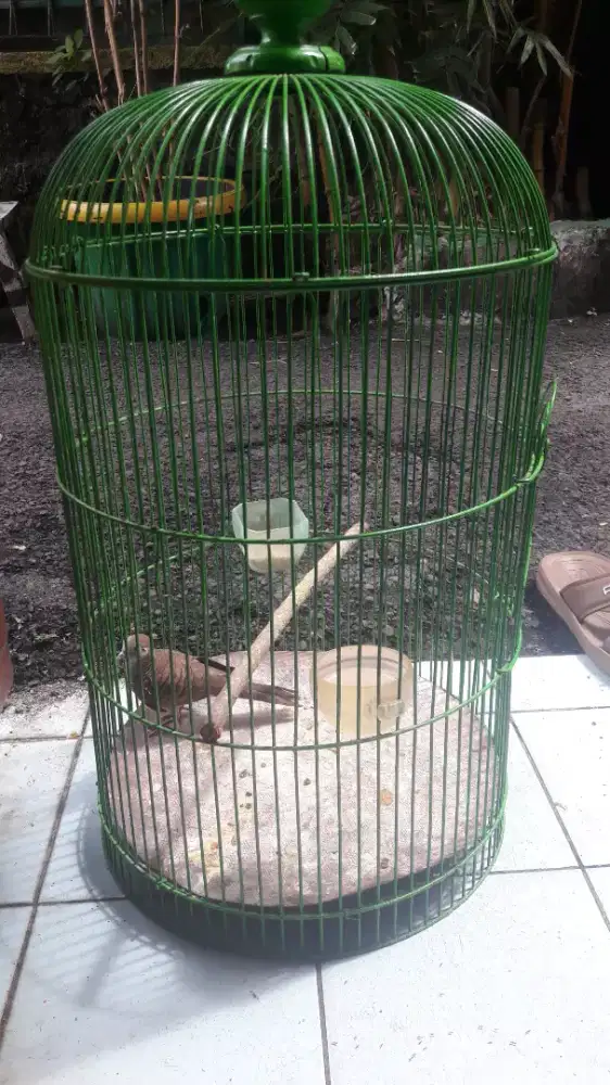 Perkutut lokal burja