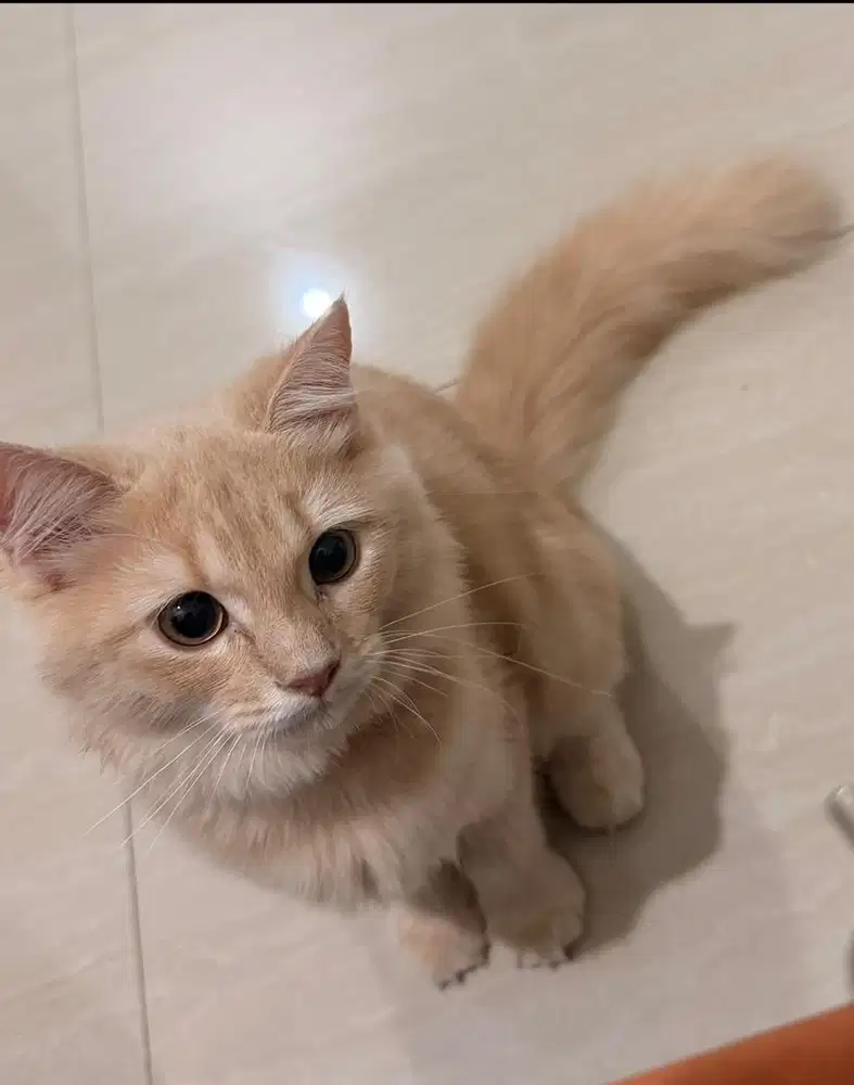 kucing persian angora