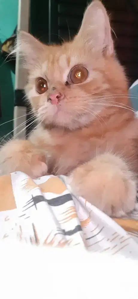 Kiten Jantan Bigbon 4 bulan