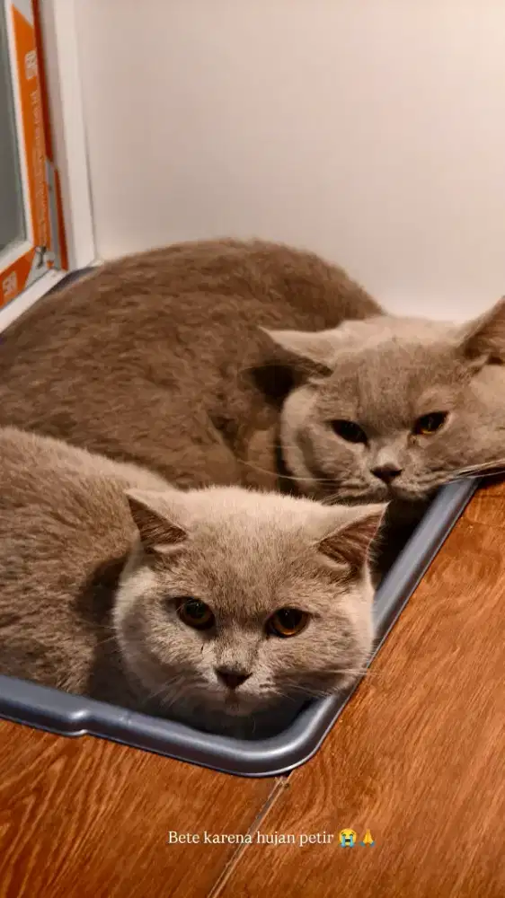 Kucing Jantan BSH Lilac Pedigree British Shorthair