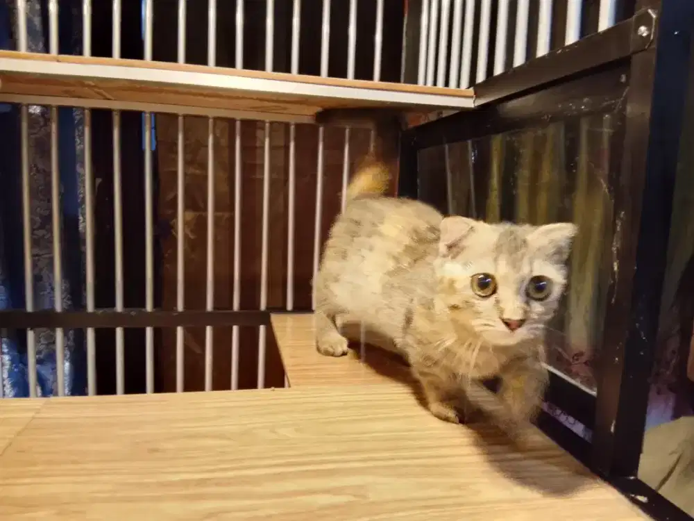 Munchkin Kitten Lucu Kaki Pendek – Sehat & Aktif (BU)