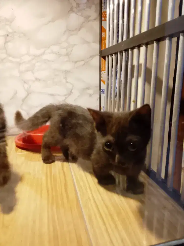Munchkin Kitten Lucu Kaki Pendek – Sehat & Aktif (BU)