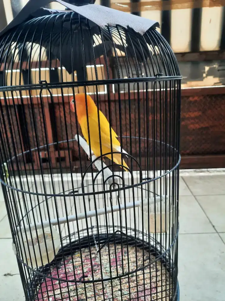 Jual Love bird LB lutino ngekek