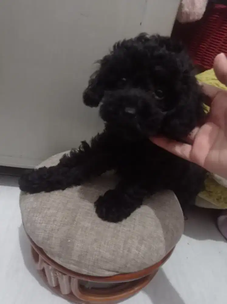 Anjing Poodle betina 1,5 bulan