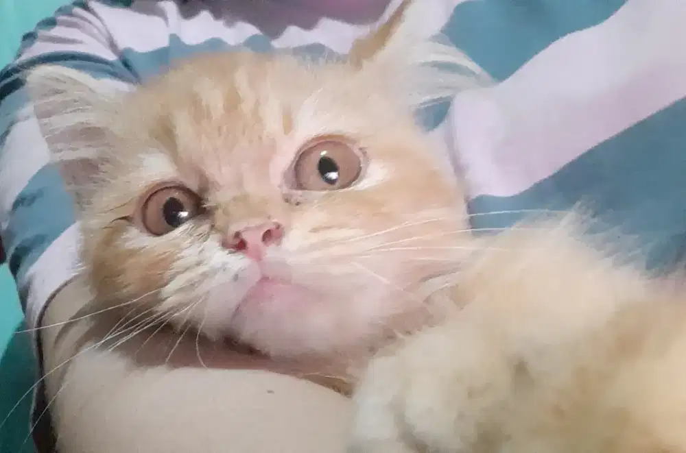 Kitten Jantan 2 ekor