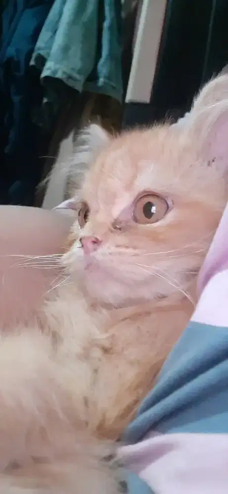 Kitten jantan 3.5bulan