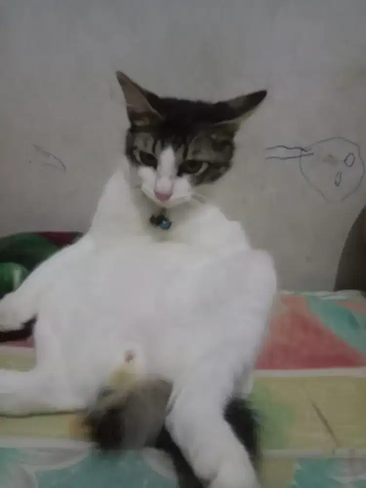 kucing jantan mixdome 4bln