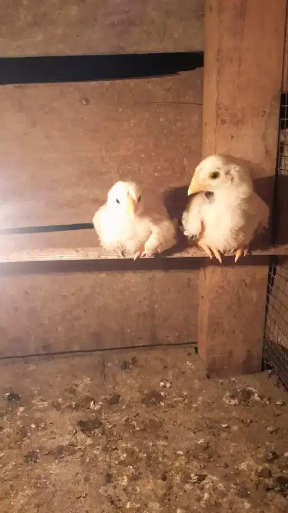 Anakan ekor lidi madura