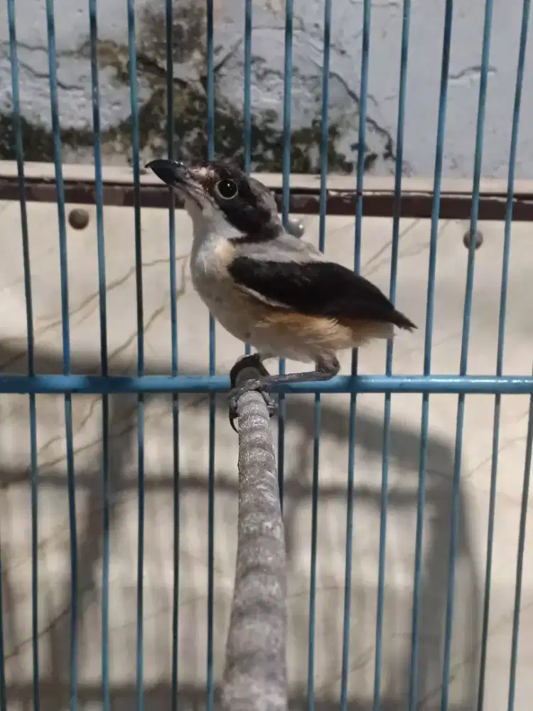 Cendet vortot fulset