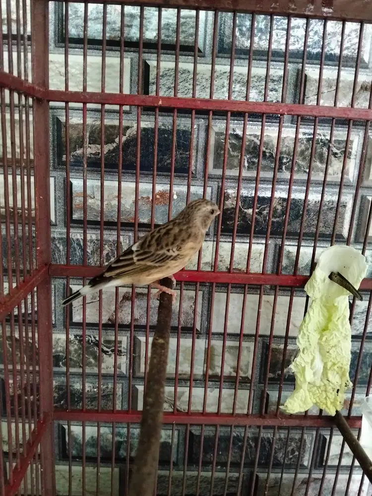 BURUNG BLACKTRUT BLOROK GACOR