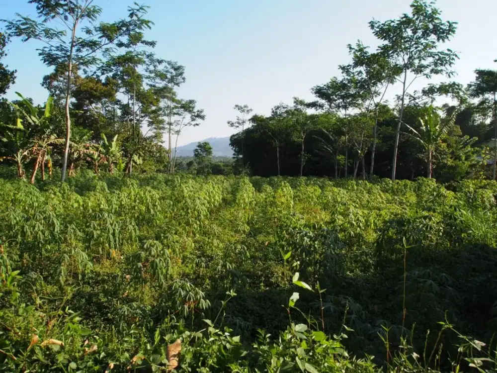 DIJUAL TANAH STRATEGIS – PINGGIR JALAN RAYA PROVINSI PARAKAN MUNCANG (TANJUNGSARI – RANCAEKEK)