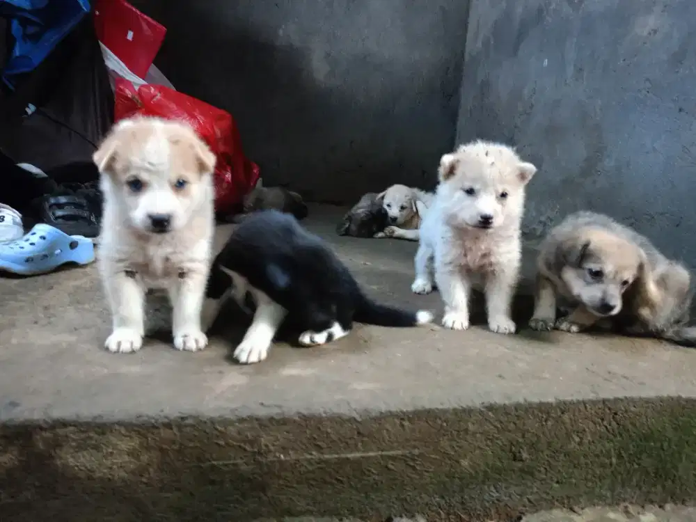 Dijual anakan anjing mix. Sryus bisa chat wa