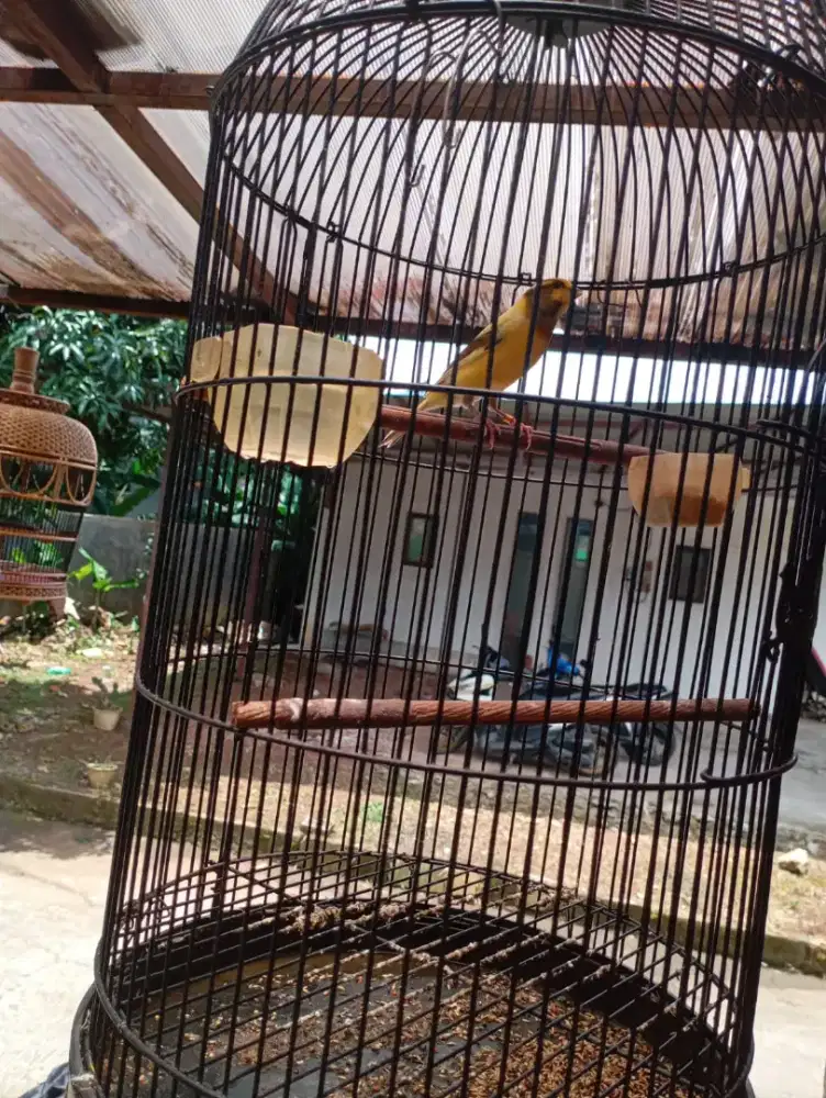 Burung Kenari warna Bond Gacor