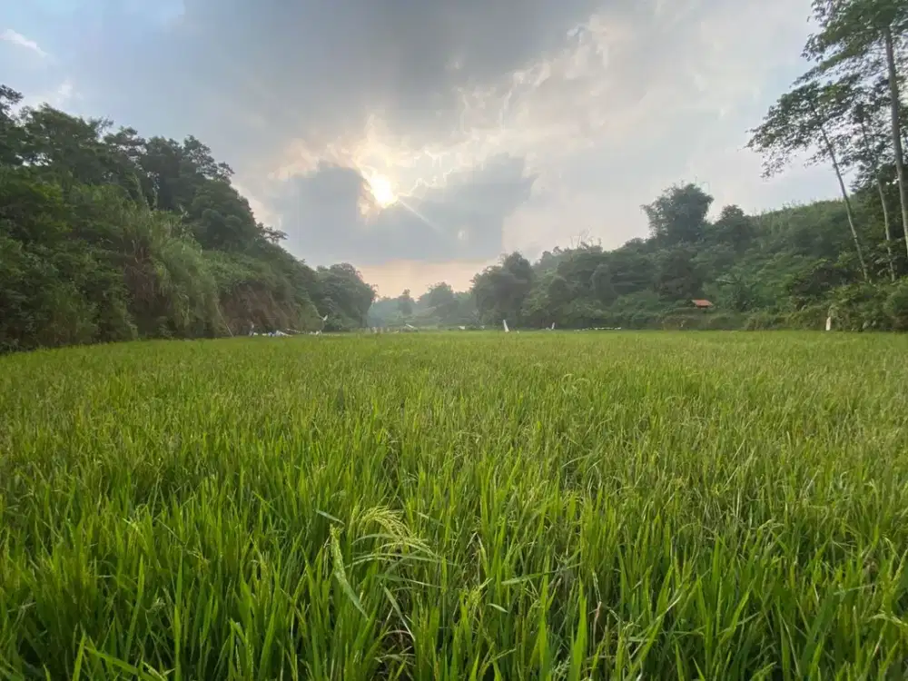 Dijual Murah Tanah Sawah di Perbatasan Bojong Darangdan Purwakarta