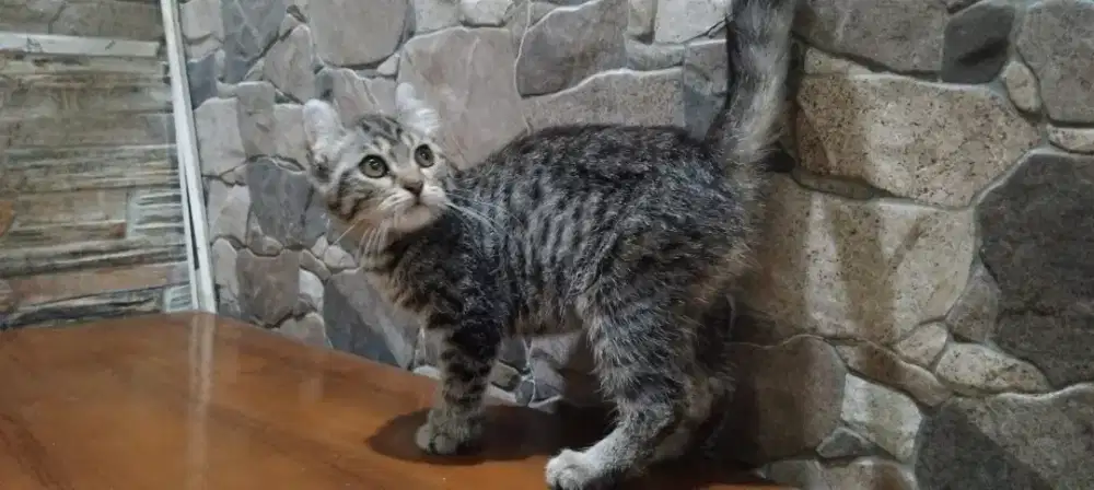 American curl betina