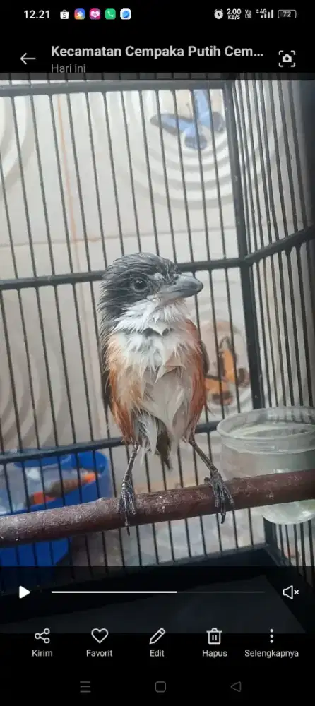 kandang sama isi nya