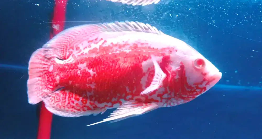IKAN OSCAR RED NEMO
