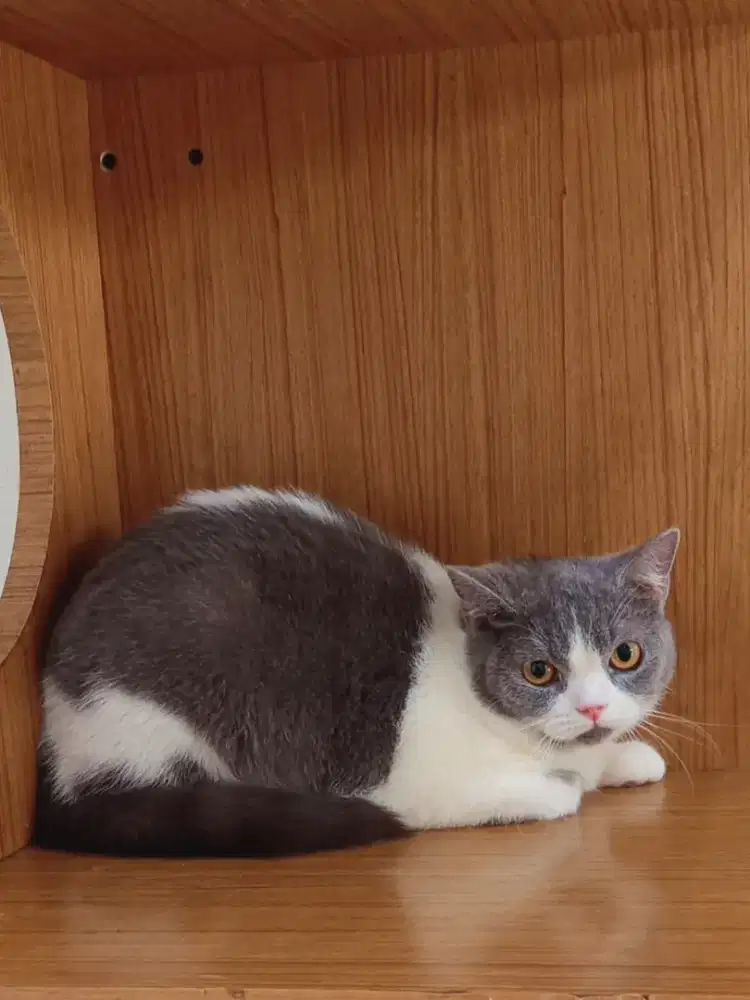 British Shorthair bicolor