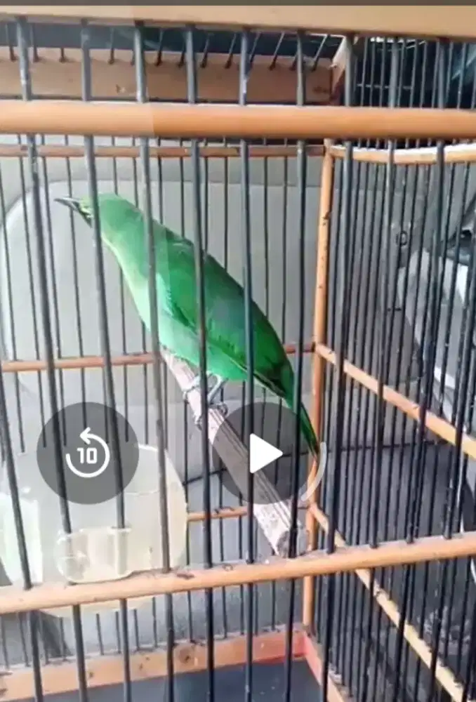 burung murai hampir gacor mulus