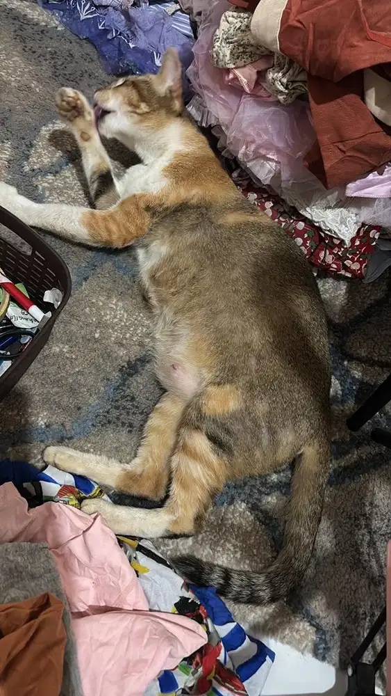 Admin online baju anak