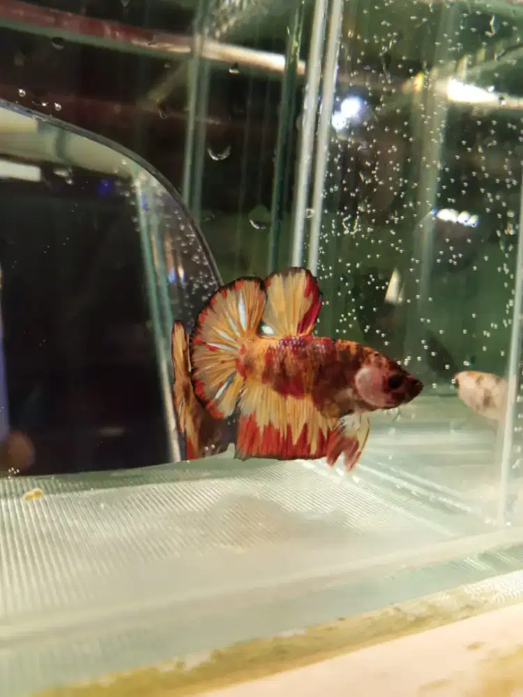 IKAN HIAS CUPANG HALFMOON PLAKAT MULTICOLOR