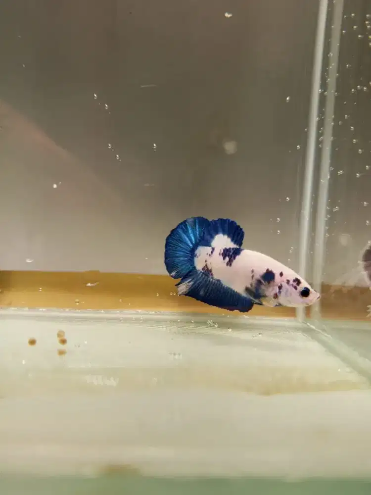 IKAN HIAS CUPANG BLUERIM BETTAFISH