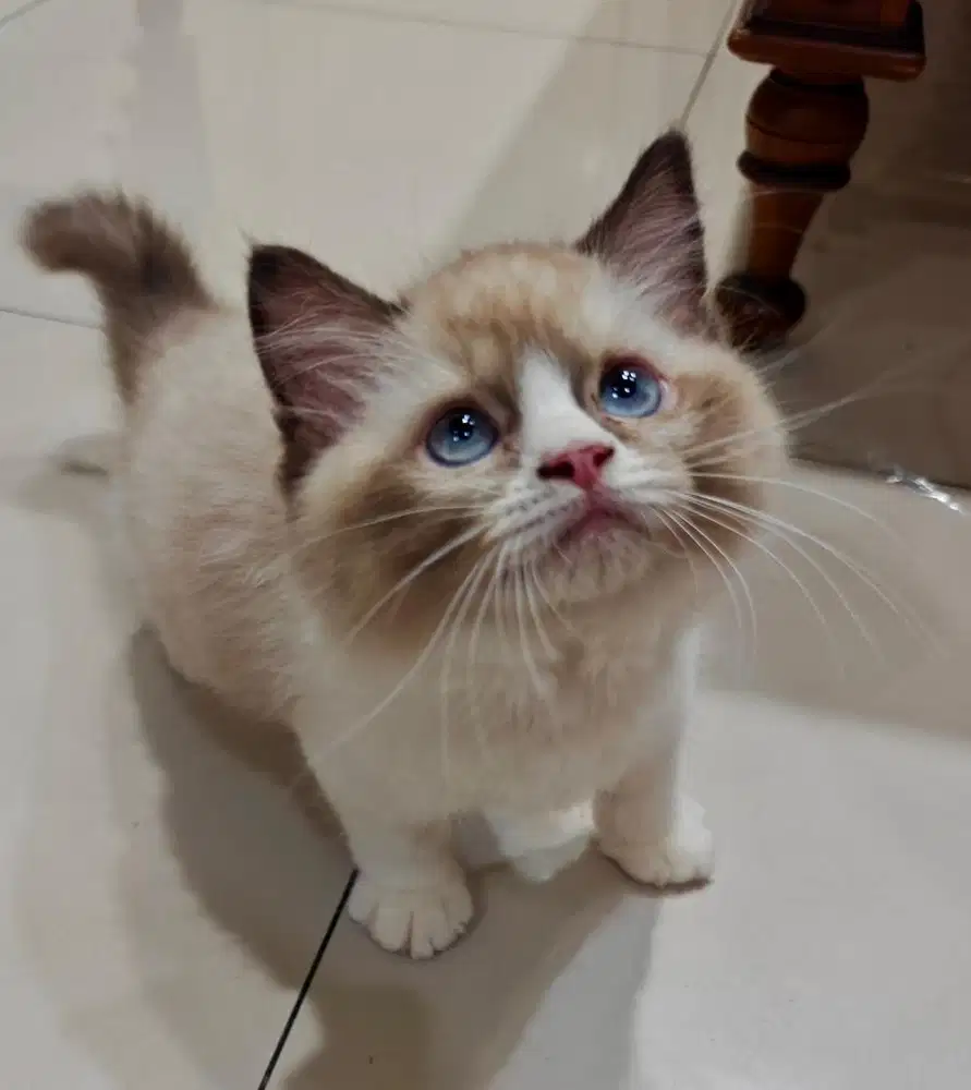 Kitten Ragdoll Bi Colour simetris dan Seal Point