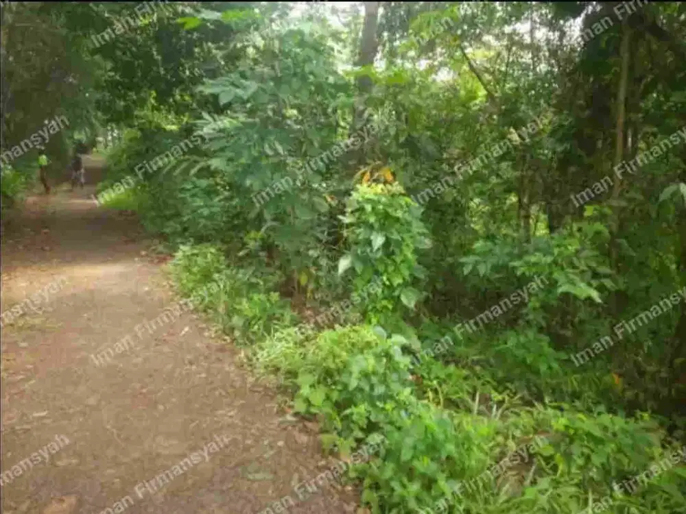 Dijual kebun murah 1568 m2 Subang mantap