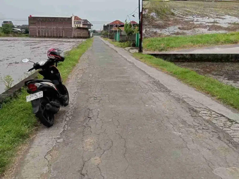 sawah kering Nglorog Sragen
