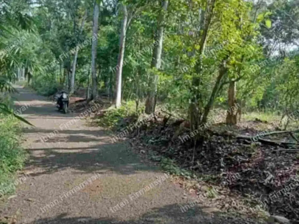 Dijual Kebun jeruk produktif 3150 m2 100rb/m2 Cikaum Subang