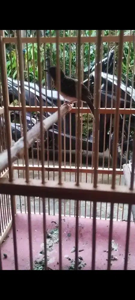 Murai pastol trah pe 22umur 2bln