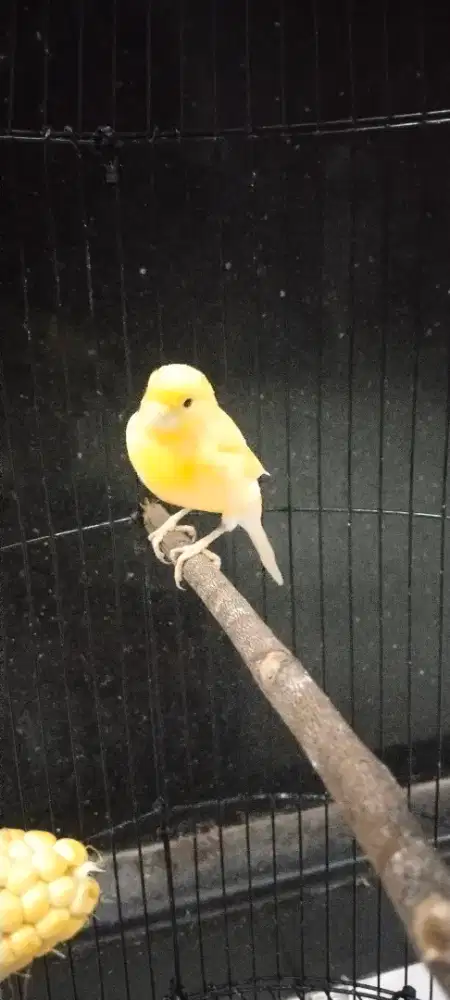 Di jual burung kenari af + kandang